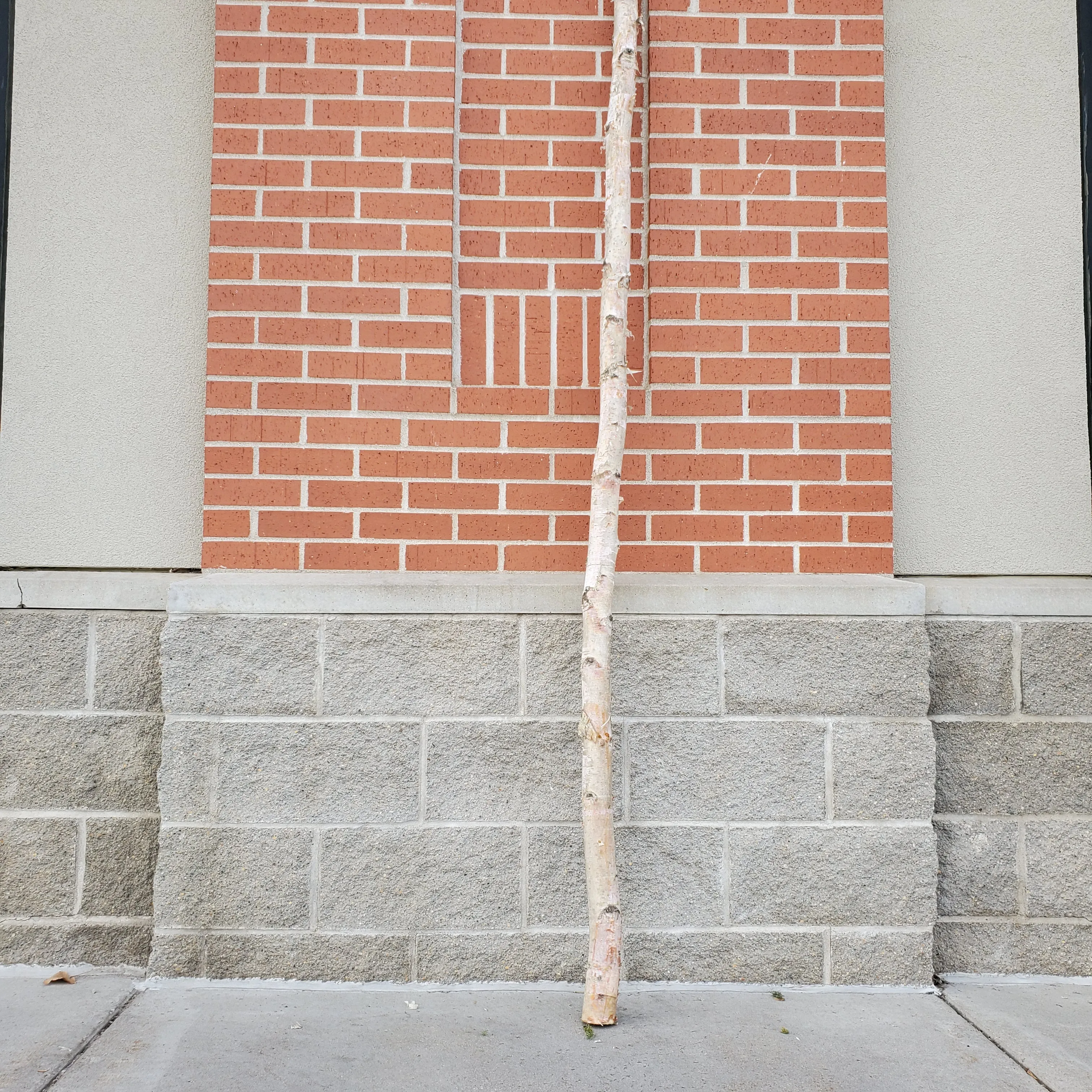 birch pole 1-2" diameter - 8ft tall