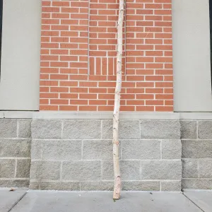 birch pole 1-2" diameter - 8ft tall