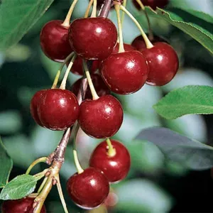 Fruit-Cherry-Danube semi-dwf #7