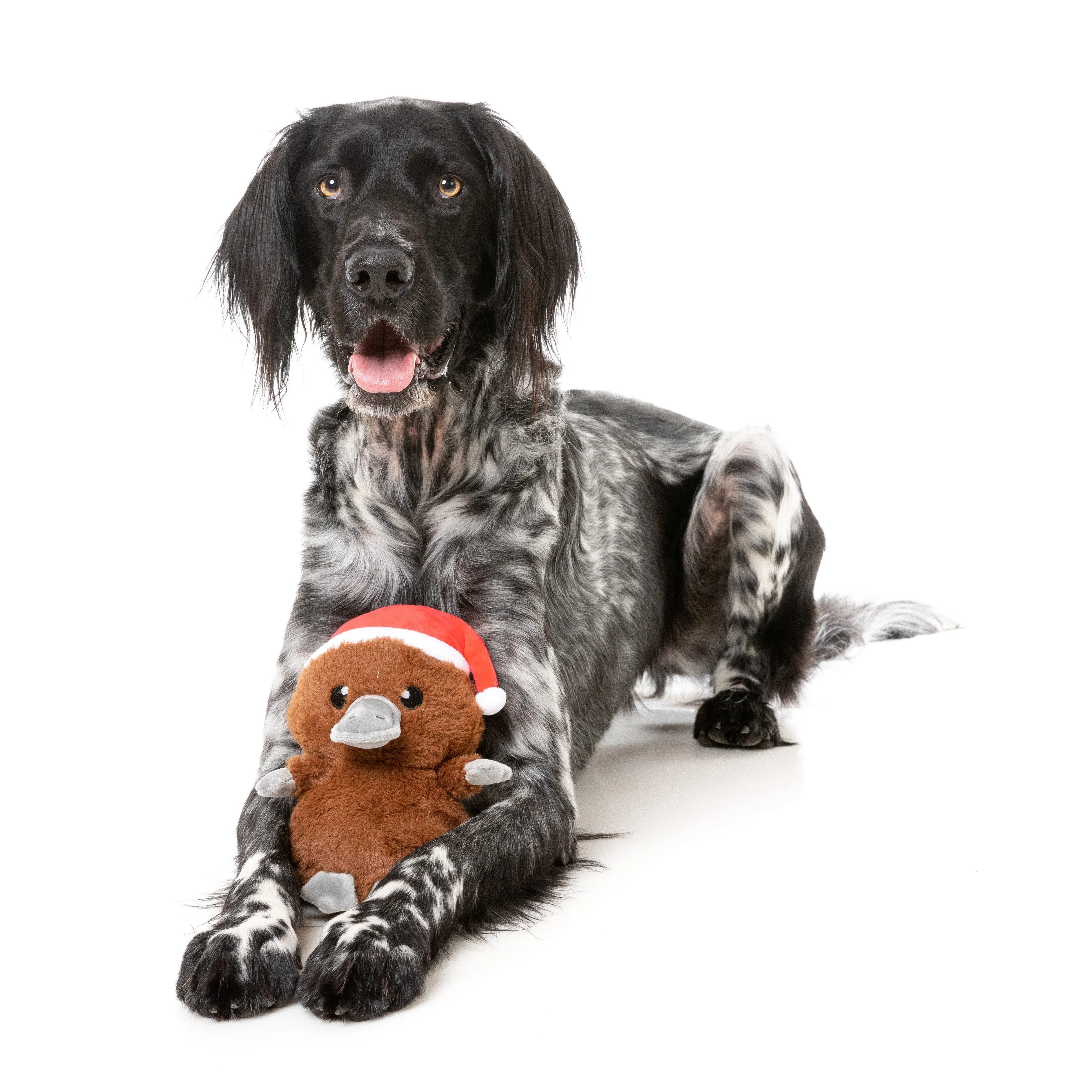 FuzzYard Christmas A-Wreatha the Platypus Soft Dog Toy***