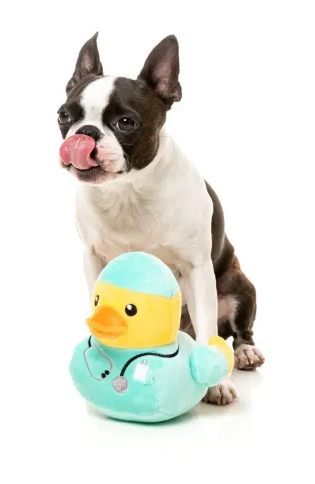 FuzzYard Ducktor - Dog Toy