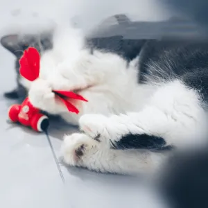 Smart Cat Playtime Set